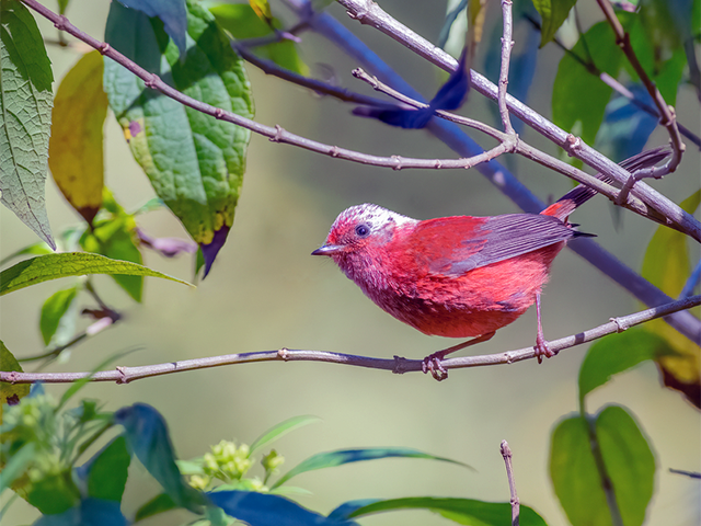 Pink-headed-Warbler © Rajagopalan Dreamstime